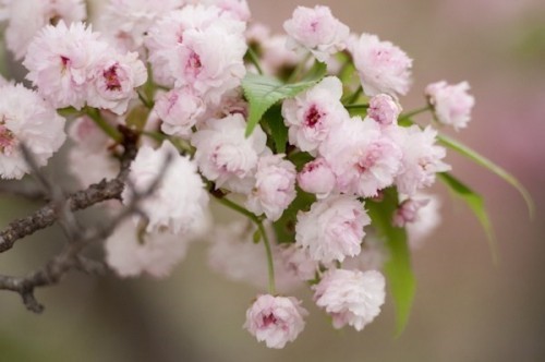 10 loại hoa anh đào phổ biến nhất ở Nhật Bản