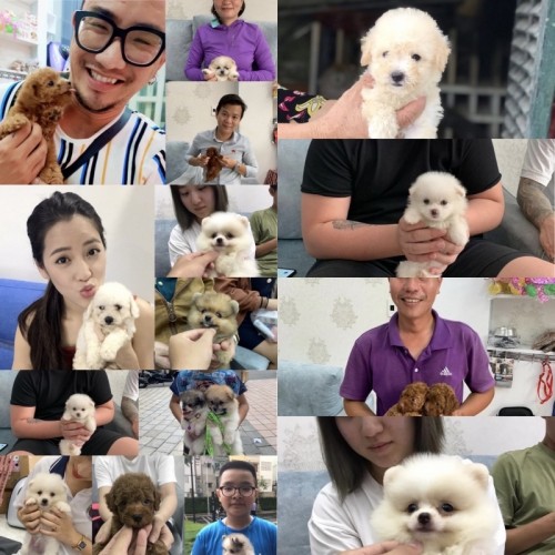 10 cửa hàng bán chó poodle uy tín nhất tại tphcm