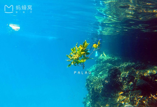 du lịch châu á, đảo palau, điểm đến, truy lùng hòn đảo palau huyền thoại “đẹp không tưởng” ở vùng biển thần tiên giữa thái bình dương