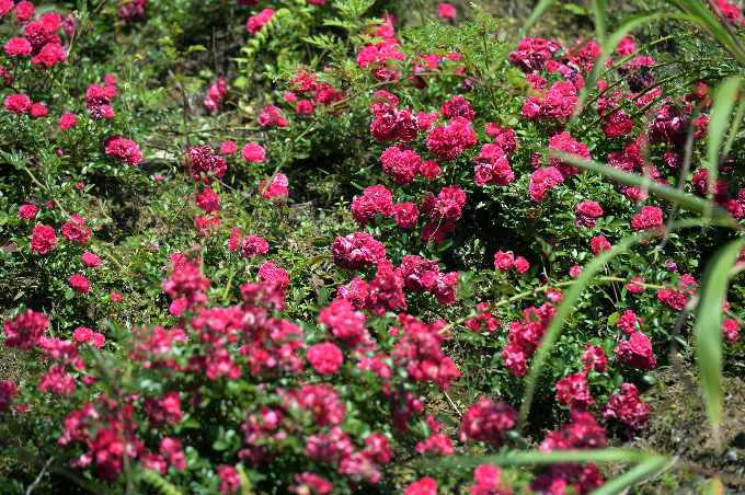 điểm đến, fansipan legend, chiêm ngưỡng muôn hoa khoe sắc giữa núi rừng tây bắc