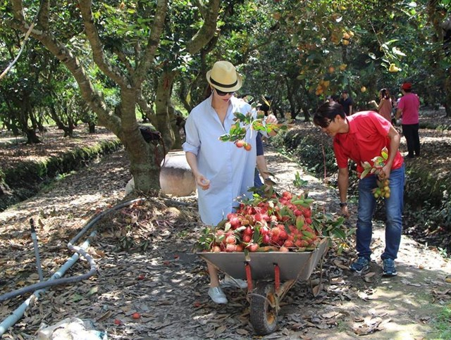 12  vườn trái cây nổi tiếng nhất ở bến tre