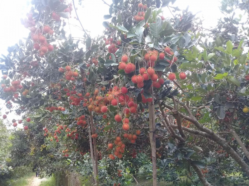 12  vườn trái cây nổi tiếng nhất ở bến tre