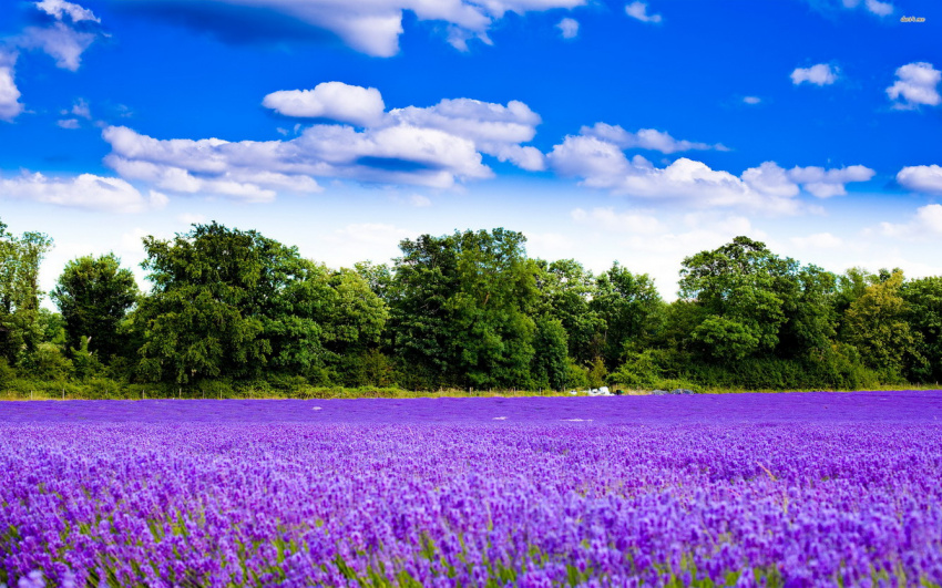 điểm đến, hoa lavender, hoa oải hương, 6 cánh đồng oải hương đẹp mê hồn nổi tiếng khắp thế giới