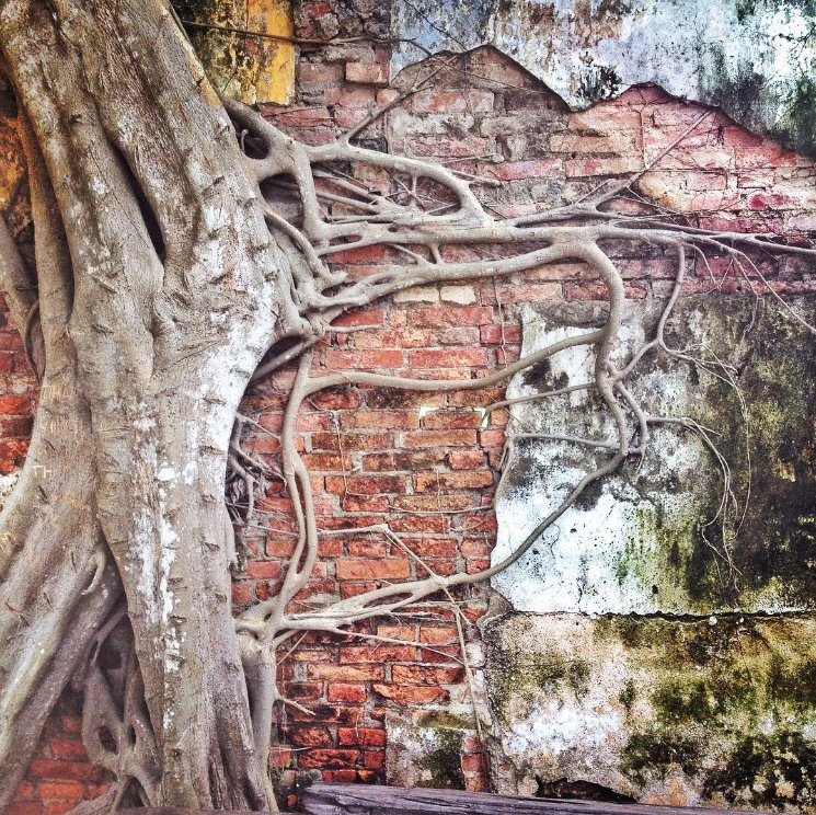 cây bồ đề, điểm đến, đình tân đông, tiền giang, kì bí ngôi đình hơn 110 tuổi dưới tán cây bồ đề linh thiêng ở tiền giang