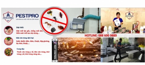 5 dịch vụ diệt mối, côn trùng uy tín nhất tỉnh khánh hòa