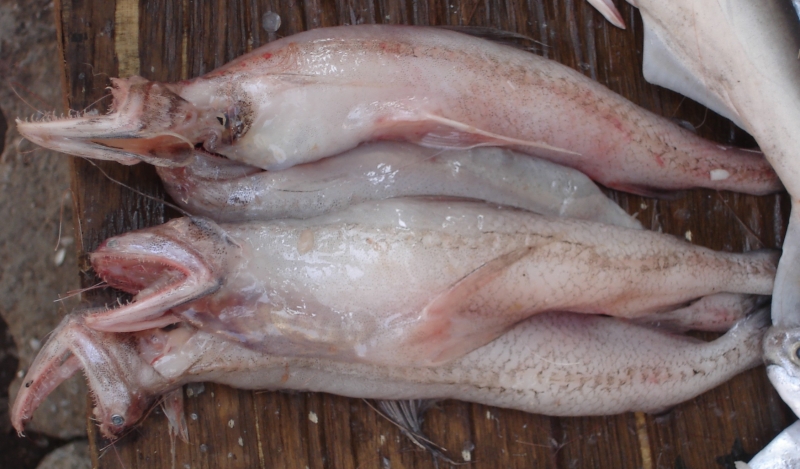 8  địa chỉ mua hải sản tại Thái Bình chất lượng, uy tín nhất hiện nay
