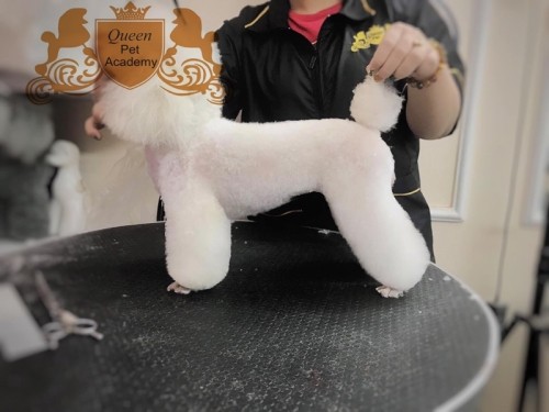 7 Địa chỉ đào tạo cắt tỉa lông thú cưng chuyên nghiệp nhất Hà Nội
