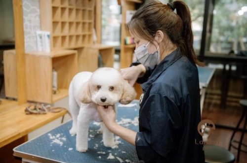 7 địa chỉ đào tạo cắt tỉa lông thú cưng chuyên nghiệp nhất hà nội