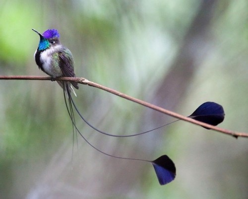18 Loài chim đẹp nhất thế giới