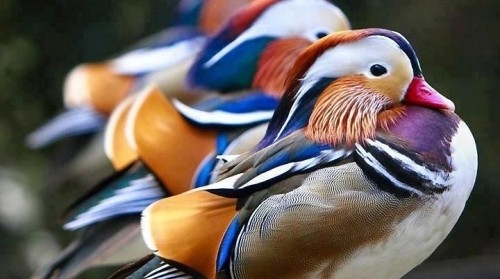 18 loài chim đẹp nhất thế giới