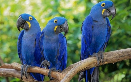 18 loài chim đẹp nhất thế giới