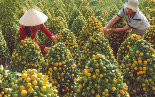 19 làng hoa nổi tiếng nhất ở việt nam