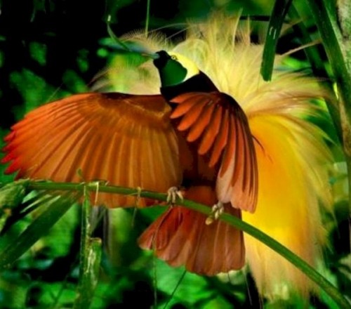 10 loài chim hiếm và đẹp nhất thế giới