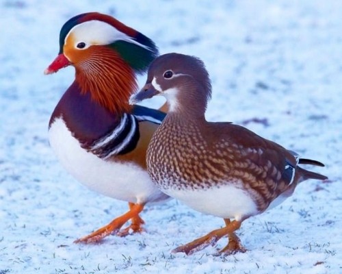 10 loài chim hiếm và đẹp nhất thế giới