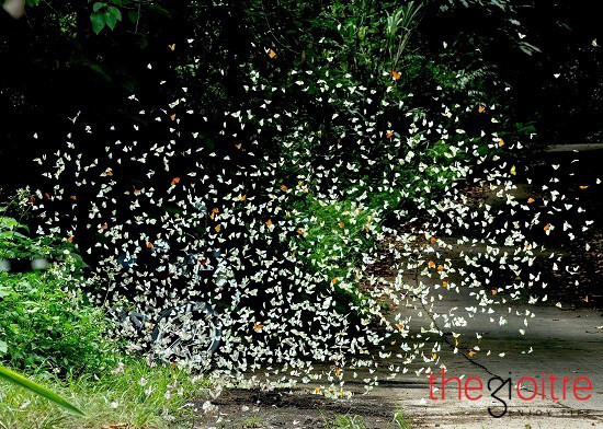 điểm đến, hóa “hàm hương” với hàng ngàn chú bướm cánh trắng rợp trời ở vn