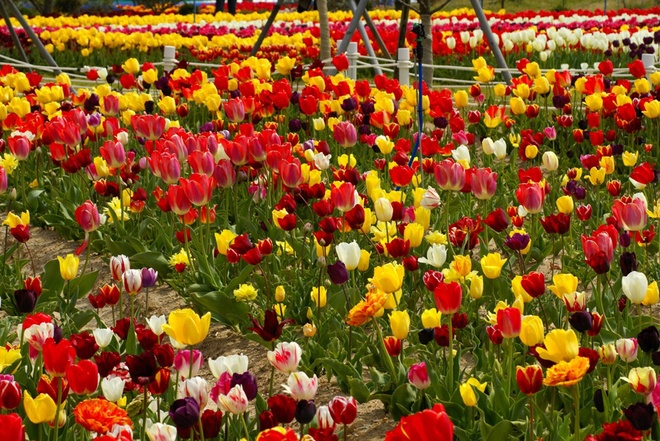 điểm đến, hoa anh đào, hoa cải, hoa đỗ quyên, hoa sơn thù du, hoa tulip, trước 25 tuổi, đừng bỏ lỡ những mùa hoa đẹp ngây ngất ở xứ sở kim chi