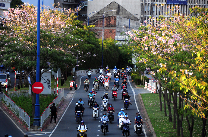 Hoa kèn hồng nở rực đường phố Sài Gòn