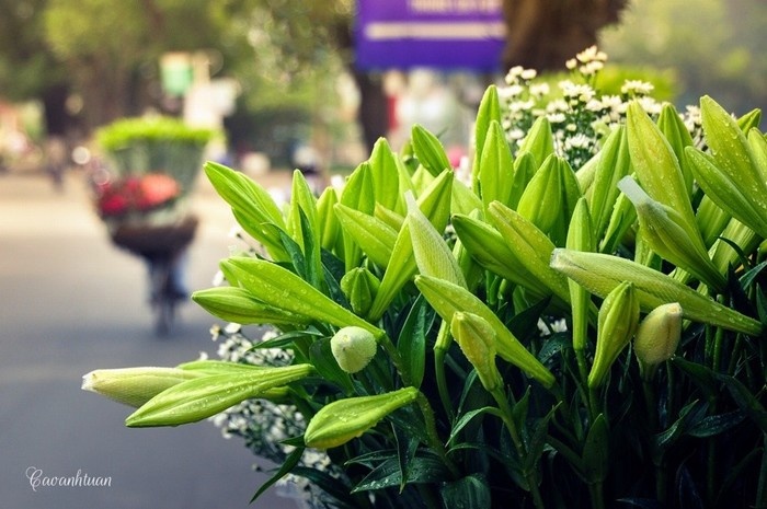 chợ hoa nghi tàm, điểm đến, tháng tư về rồi, check-in vườn hoa loa kèn ngay đi thôi!