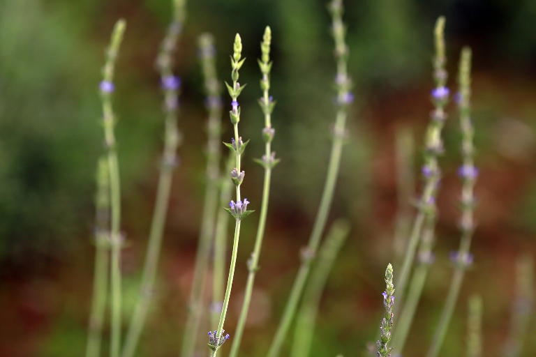 hoa oải hương, lavender, vườn hoa oải hương rộng gần 1500 m2 đẹp mê hồn tại hà nội