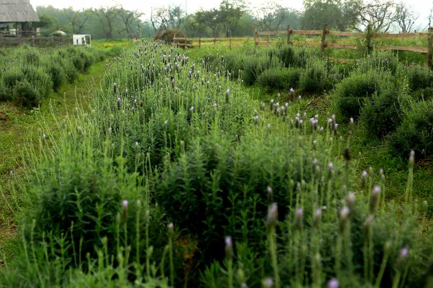hoa oải hương, lavender, vườn hoa oải hương rộng gần 1500 m2 đẹp mê hồn tại hà nội