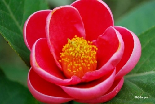 19 loài hoa ý nghĩa tặng bạn gái vào ngày valentine