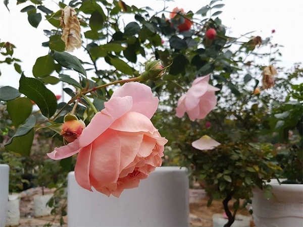 ghé thăm vườn hồng không mất phí và đẹp hơn lễ hội hoa hồng