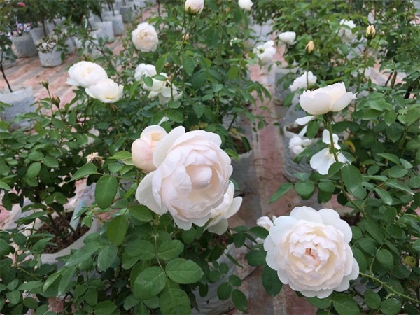 ghé thăm vườn hồng không mất phí và đẹp hơn lễ hội hoa hồng