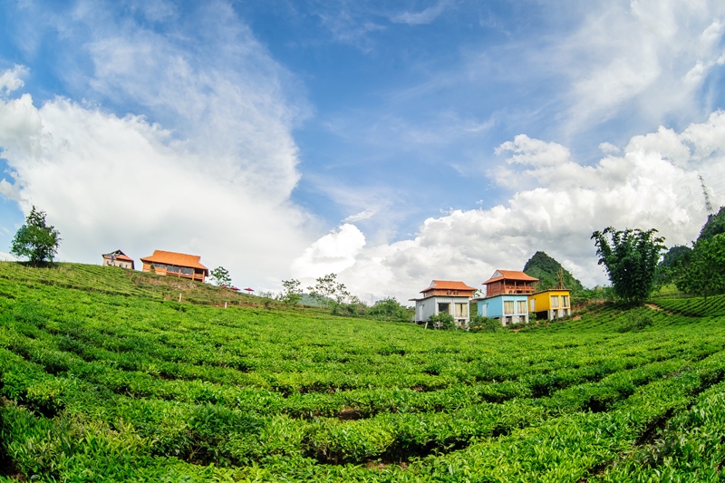 10  địa điểm check-in bạn không thể bỏ qua khi đến mộc châu