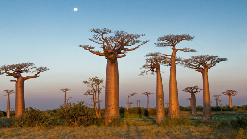 cây bách, cây baobab, đảo socotra, điểm đến, hoa tử đằng, những loài cây kỳ diệu bạn không thể tin nó tồn tại trên trái đất