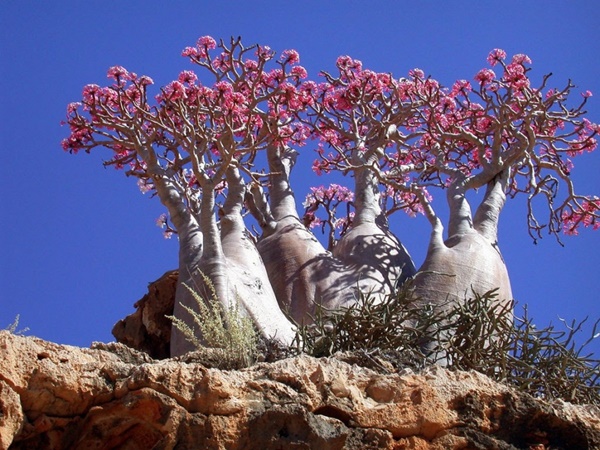 cây bách, cây baobab, đảo socotra, điểm đến, hoa tử đằng, những loài cây kỳ diệu bạn không thể tin nó tồn tại trên trái đất