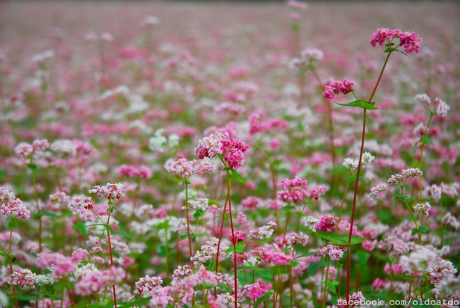 8  địa điểm ngắm hoa tam giác mạch đẹp nhất tại miền bắc