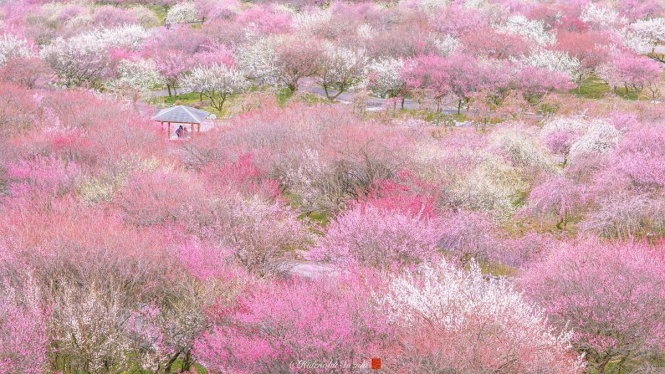 Ngắm nước Nhật đẹp mơ màng mùa hoa mận