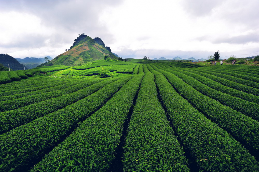 du lịch đà nẵng, du lịch hè, du lịch sa pa, đảo cô tô, điểm đến, những điểm đến lý tưởng ngày hè cùng với gia đình