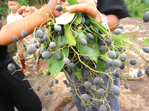Thơm ngon trái xay (nhung) Ninh Thuận
