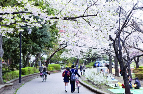 10 điểm ngắm hoa anh đào khoe sắc ở Nhật Bản và Hàn Quốc