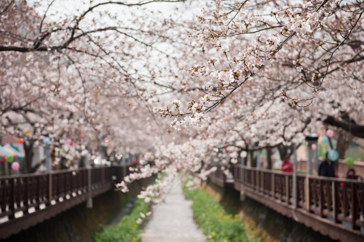 Những điểm ngắm hoa anh đào đẹp nhất Hàn Quốc