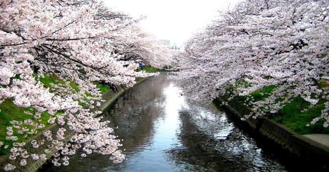 Đến Nhật Bản ngắm mùa hoa anh đào nở