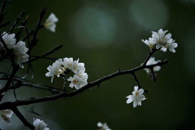 Cận cảnh hàng trăm cây hoa anh đào Nhật Bản ở Hà Nội