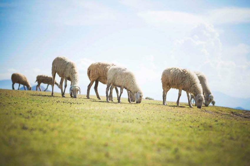 “Cuồng chân” với 3 đồng cừu Việt Nam, đến chụp kiểu gì cũng có ảnh lung linh!