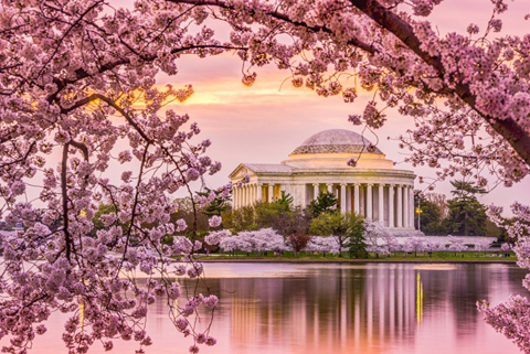Thắm sắc hoa anh đào nở tháng 3 ở Washington DC