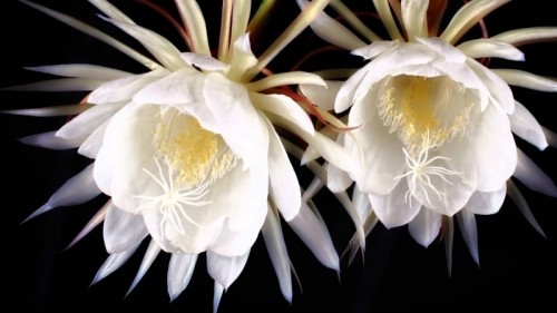 16 loài hoa hiếm nhất thế giới