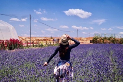 4 vườn hoa lavender đẹp nhất tại đà lạt