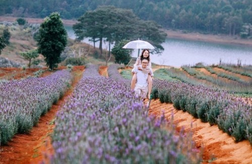 4 vườn hoa lavender đẹp nhất tại đà lạt