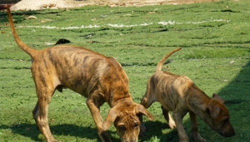 10 đặc điểm chó phú quốc thuần chủng