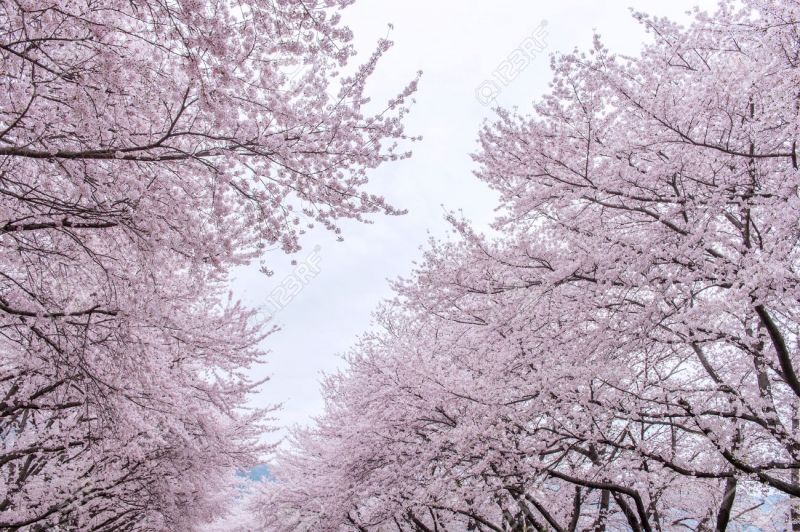 11  địa điểm thưởng thức hoa anh ở Hàn Quốc có thể bạn muốn biết