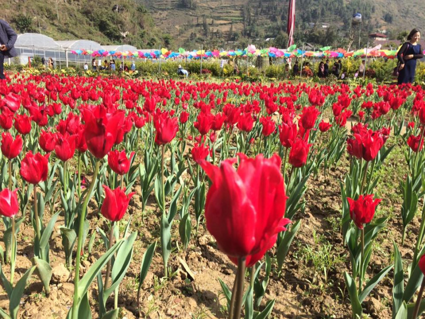 Vườn hoa tulip đẹp như châu Âu hút hồn du khách ở Lào Cai