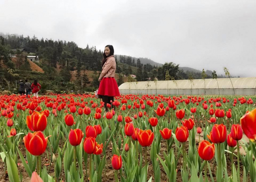 vườn hoa tulip đẹp như châu âu hút hồn du khách ở lào cai