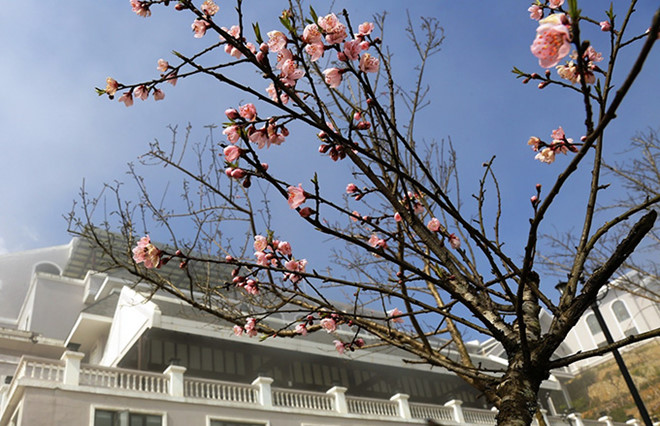 Gần 1.000 cây hoa đào làm sáng bừng Fansipan Legend