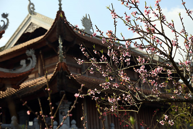 du lịch sapa, đào nở ở fansipan legend, điểm đến, fansipan legend, gần 1.000 cây hoa đào làm sáng bừng fansipan legend
