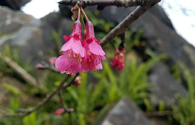 du lịch sapa, đào nở ở fansipan legend, điểm đến, fansipan legend, gần 1.000 cây hoa đào làm sáng bừng fansipan legend